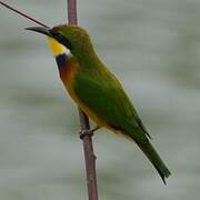 Blue-breasted Bee-eater