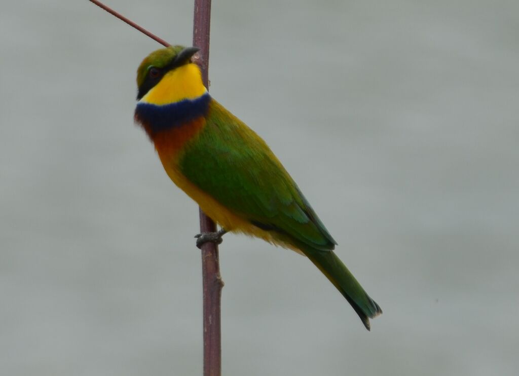 Guêpier à collier bleuadulte, identification