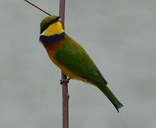 Blue-breasted Bee-eater