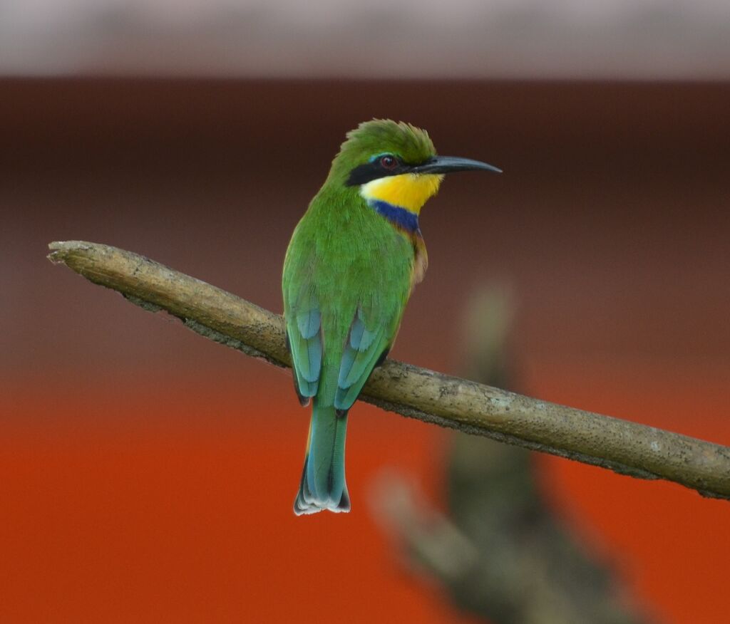 Guêpier à collier bleuadulte, identification