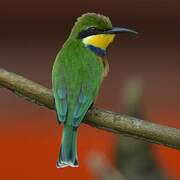 Blue-breasted Bee-eater