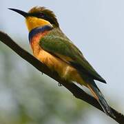 Blue-breasted Bee-eater