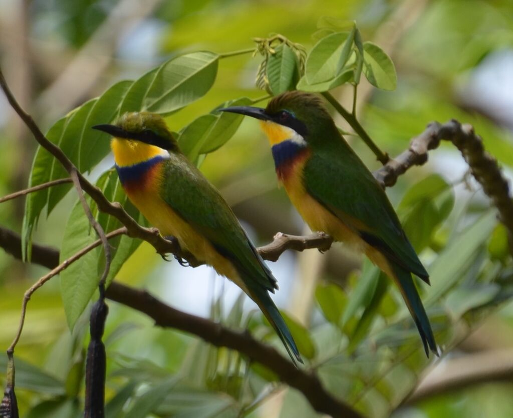 Blue-breasted Bee-eater , identification