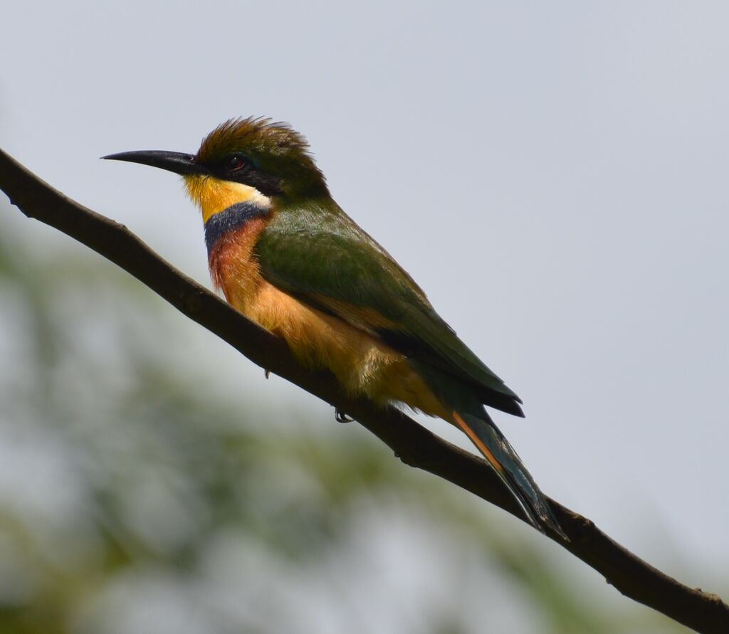 Blue-breasted Bee-eateradult, identification