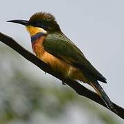 Blue-breasted Bee-eater