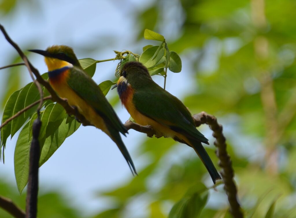 Blue-breasted Bee-eater , identification