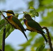 Blue-breasted Bee-eater