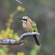 White-fronted Bee-eater