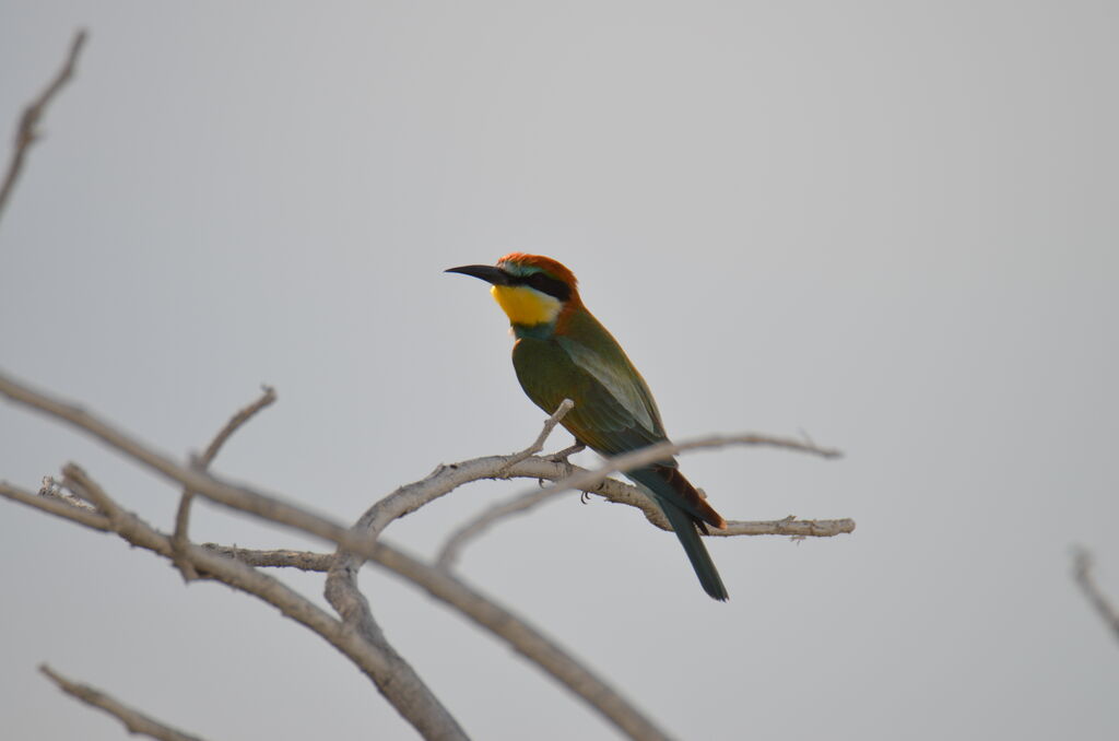 Guêpier d'Europeadulte, identification