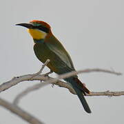 European Bee-eater