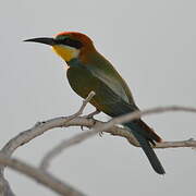 European Bee-eater