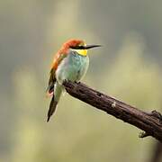 European Bee-eater