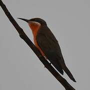 Rosy Bee-eater