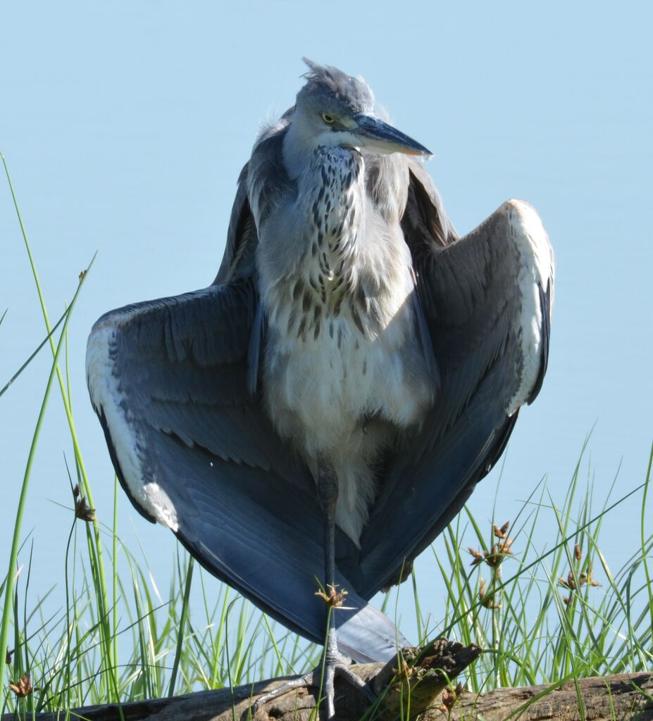 Grey Heronjuvenile, identification