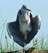 Grey Heron