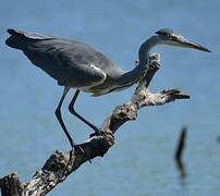 Grey Heron