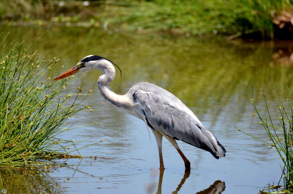 Grey Heronadult, identification