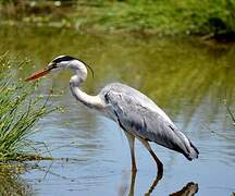 Grey Heron