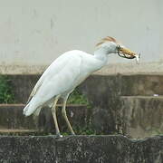 Western Cattle Egret