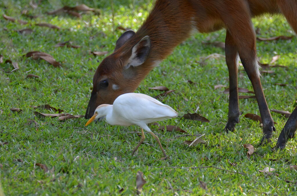 Western Cattle Egretadult