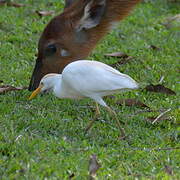 Western Cattle Egret