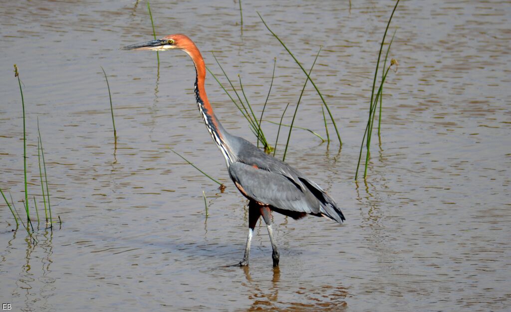 Goliath Heronadult, identification