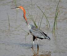 Goliath Heron