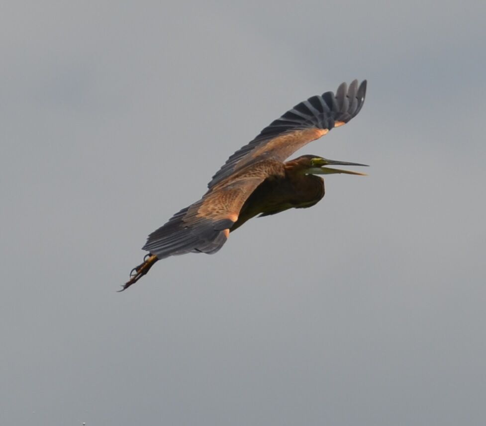 Purple Heronadult, Flight