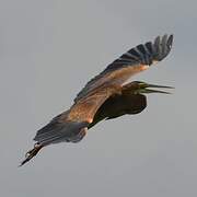 Purple Heron