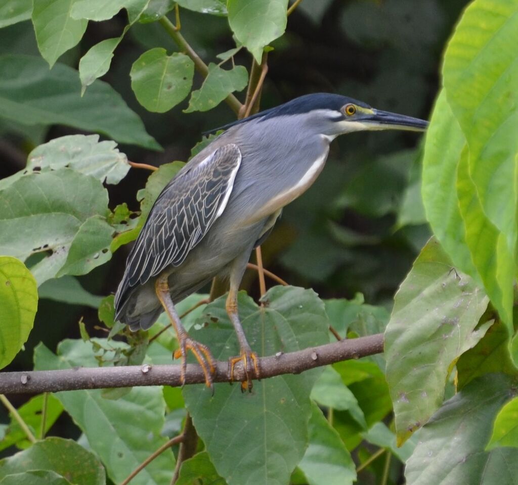 Héron striéadulte, identification