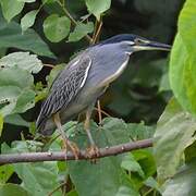 Striated Heron