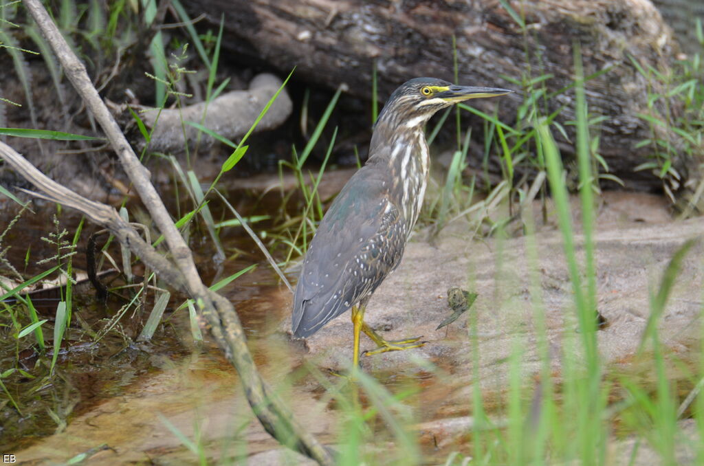 Striated Heronadult, identification