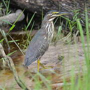 Striated Heron