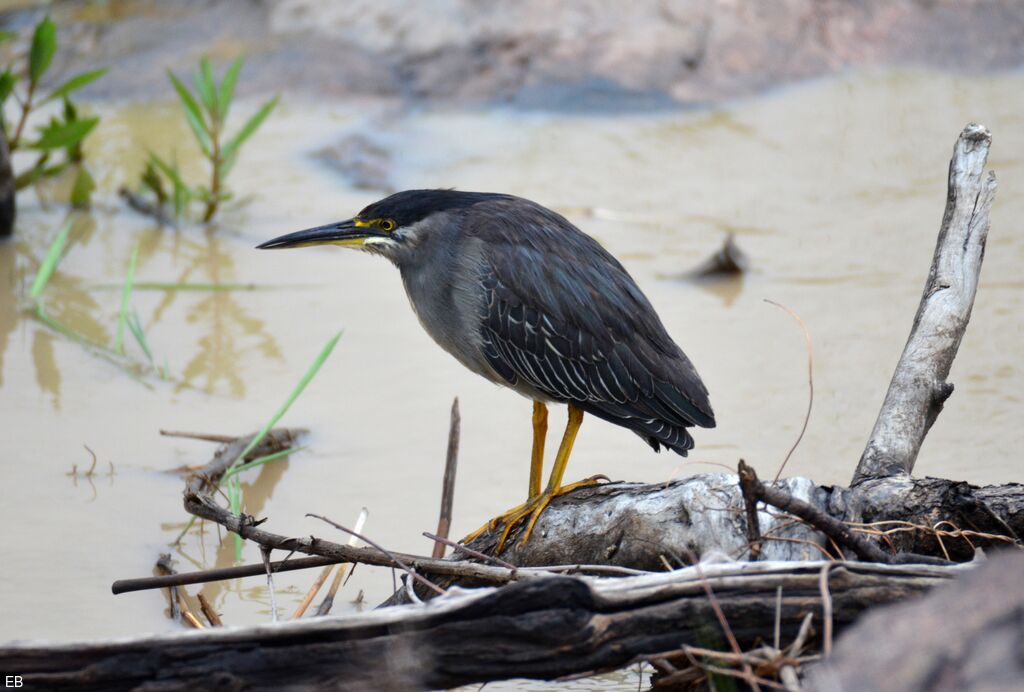 Striated Heronadult, identification