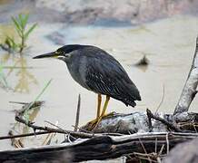 Striated Heron