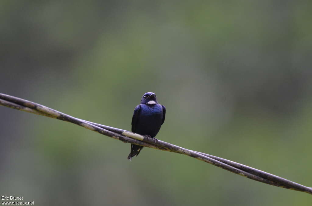 Hirondelle à bavetteadulte, portrait