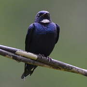 White-bibbed Swallow