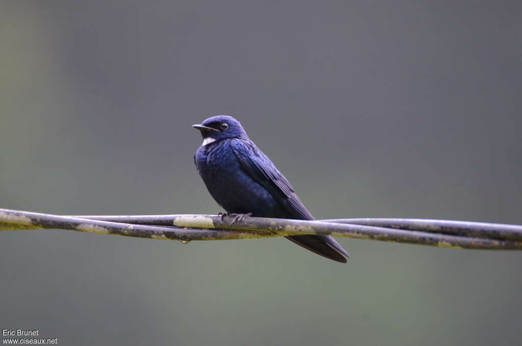 White-bibbed Swallowadult, identification