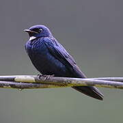 White-bibbed Swallow