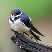 White-throated Swallow