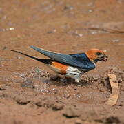 Lesser Striped Swallow