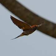 Lesser Striped Swallow