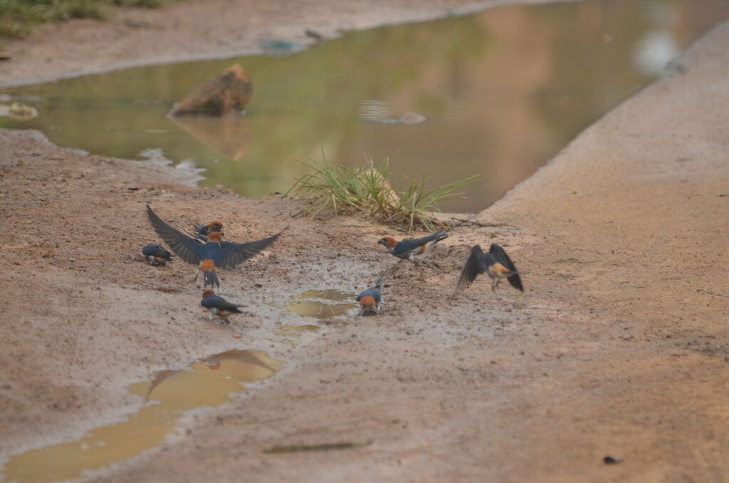 Lesser Striped Swallow, identification