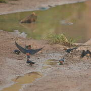 Lesser Striped Swallow