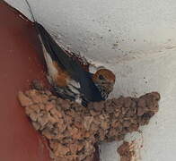 Lesser Striped Swallow