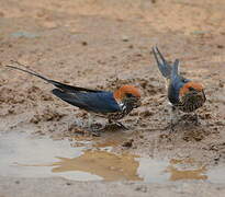 Lesser Striped Swallow