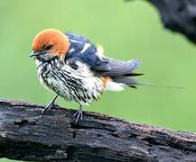 Lesser Striped Swallow