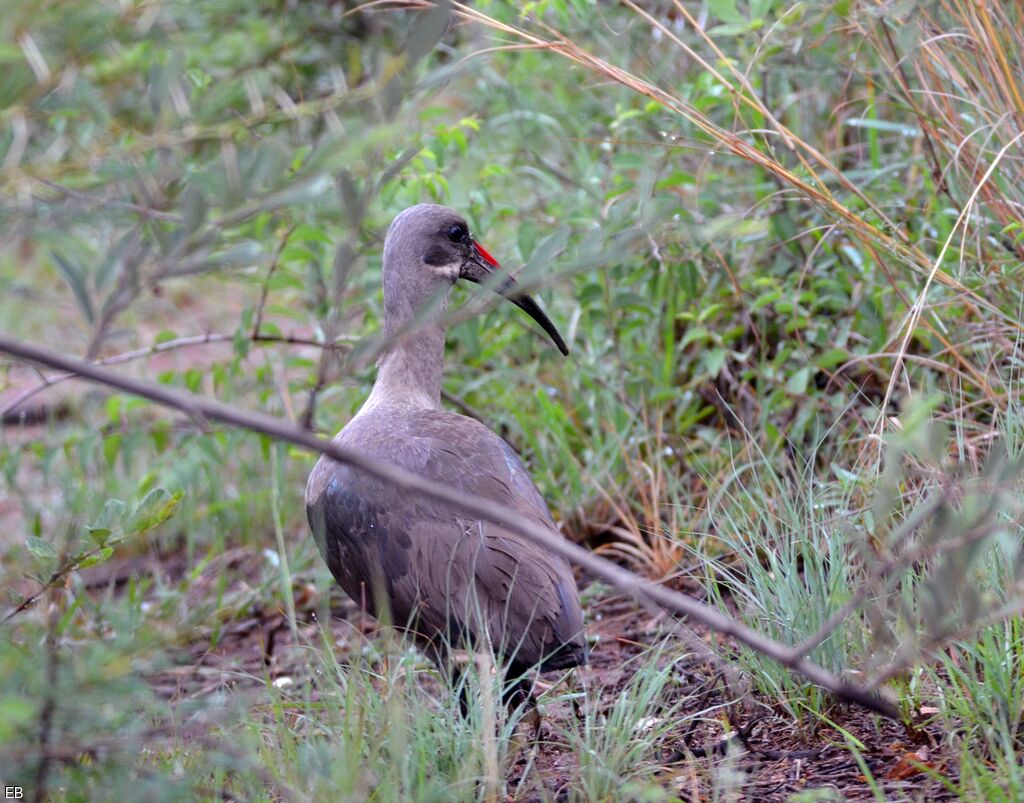 Ibis hagedashadulte, identification