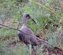 Hadada Ibis