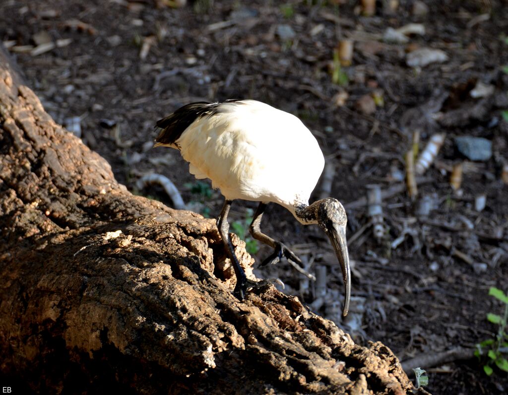 African Sacred Ibisadult, identification